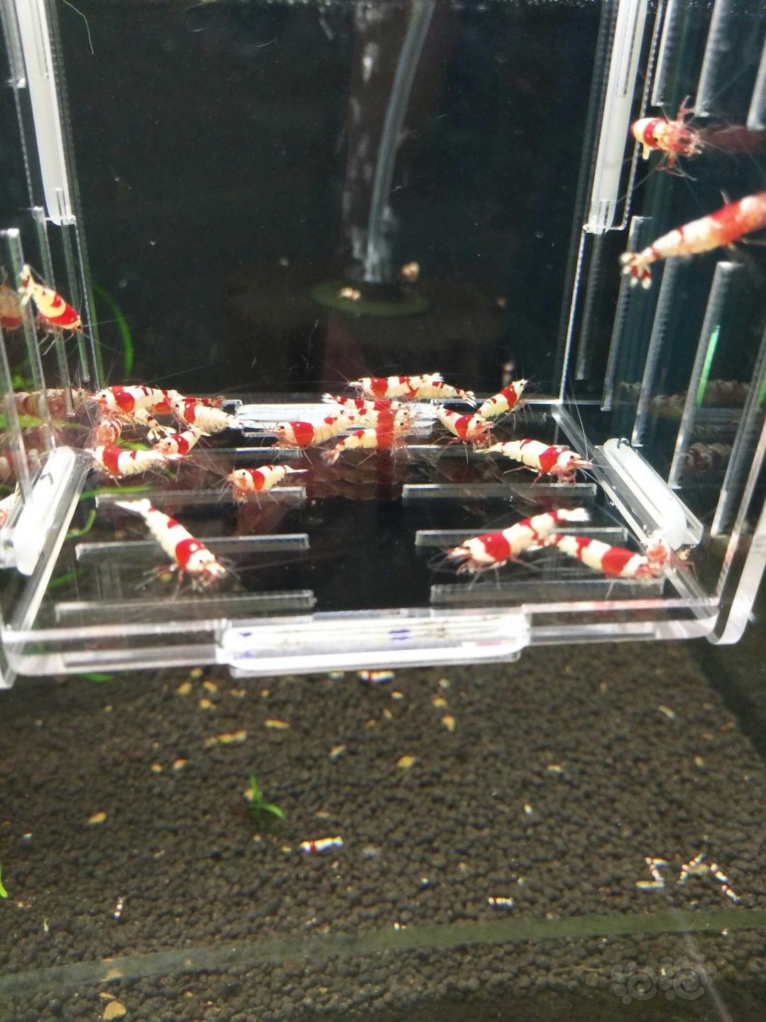 【虾】2018-9-19#RMB拍卖纯血红白水晶虾-图2