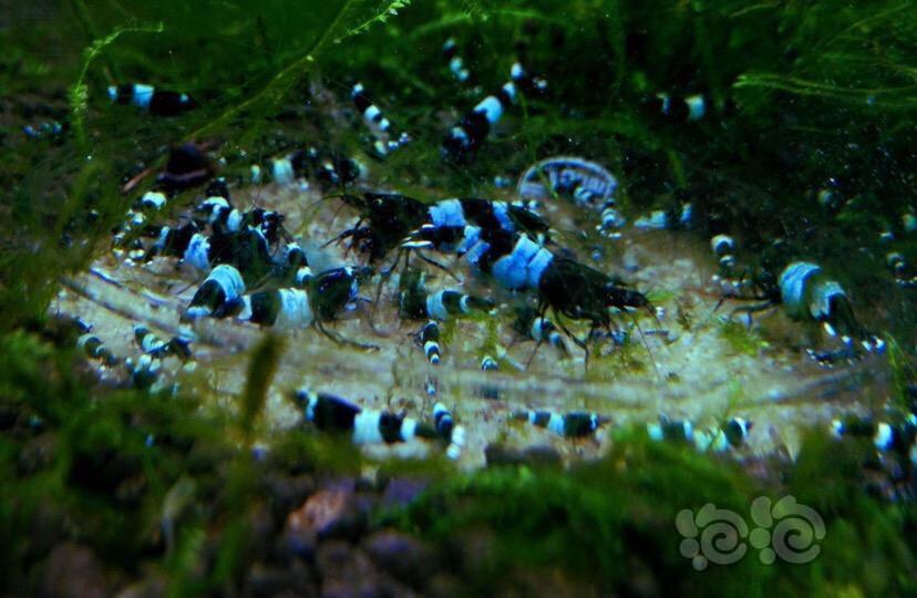 【水晶虾】清密度 出酒红熊猫 蓝化熊猫水晶虾-图2