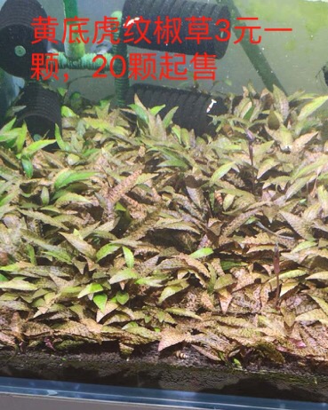 【辣椒榕】【】红白水晶虾，练手辣椒榕-图6