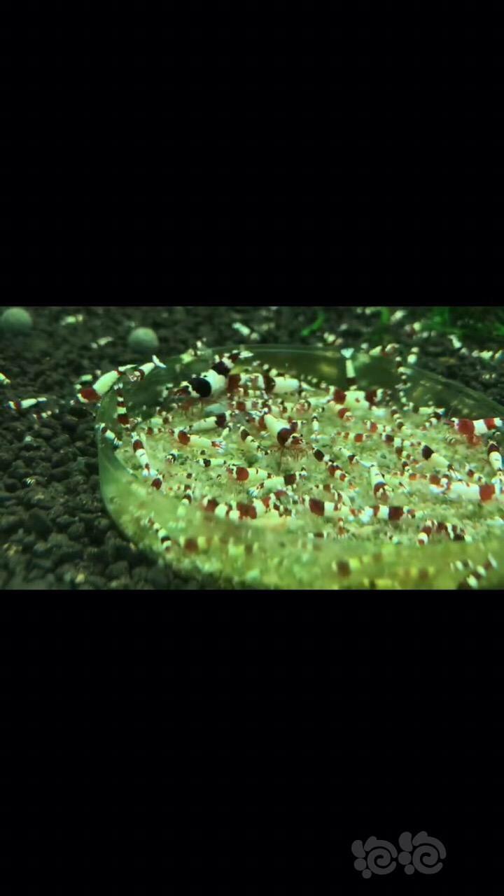 【水晶虾】清密度 出酒红熊猫 蓝化熊猫水晶虾-图3