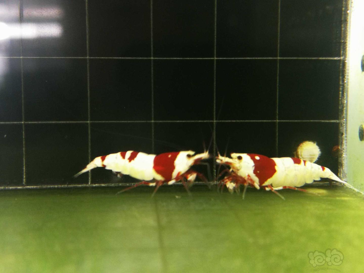 【虾】2018-9-5拍卖红白水晶虾2只-图5