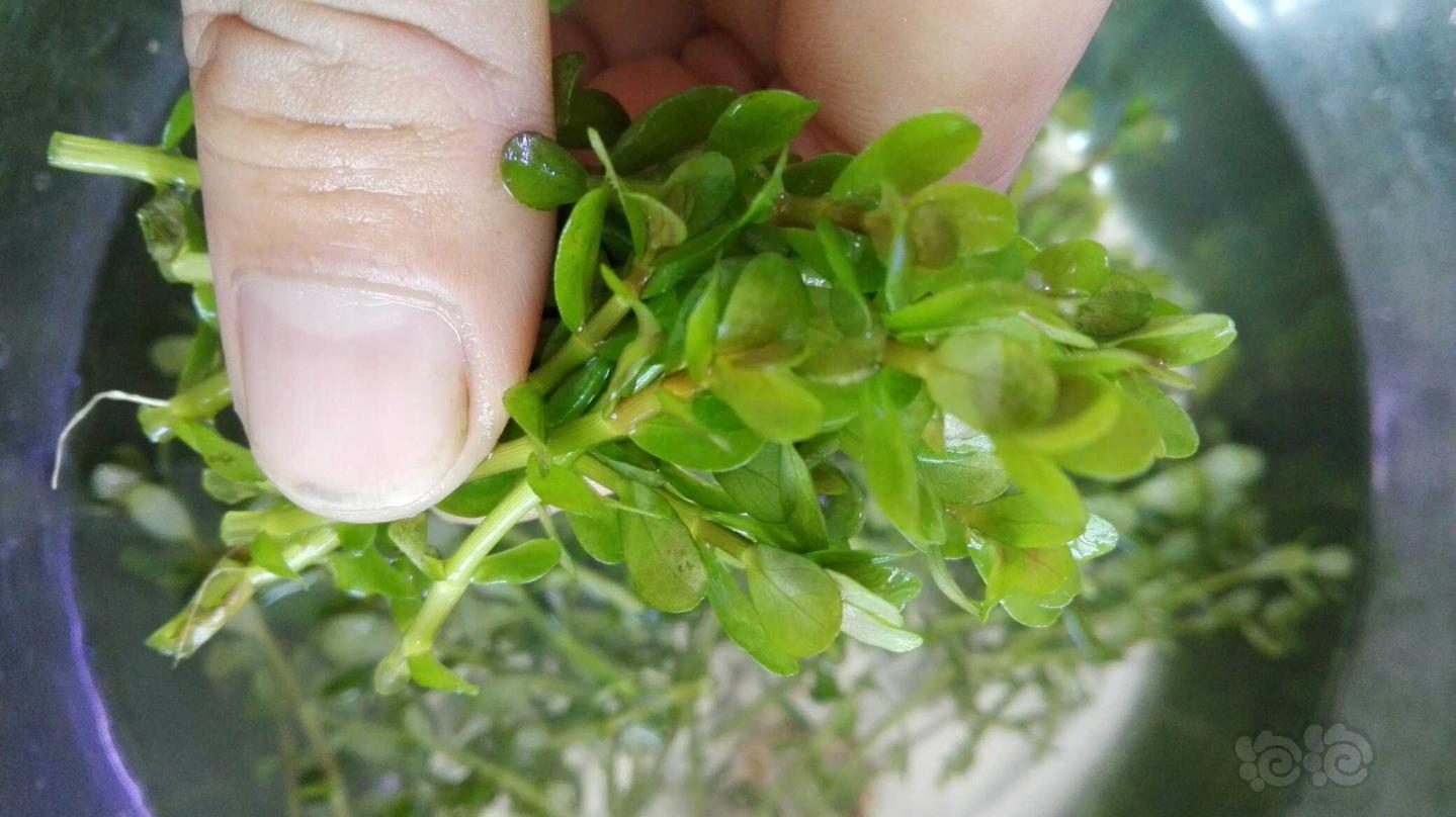 出售半福利出水草印度圆叶100头