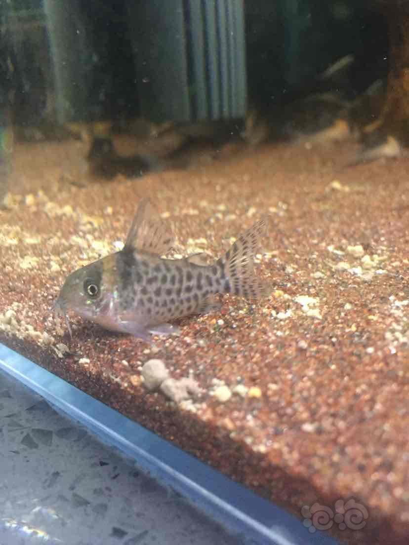 鼠鱼这叫什么鼠啊