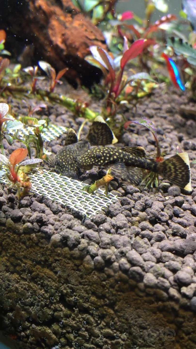 异型认鱼是迷彩还是啥