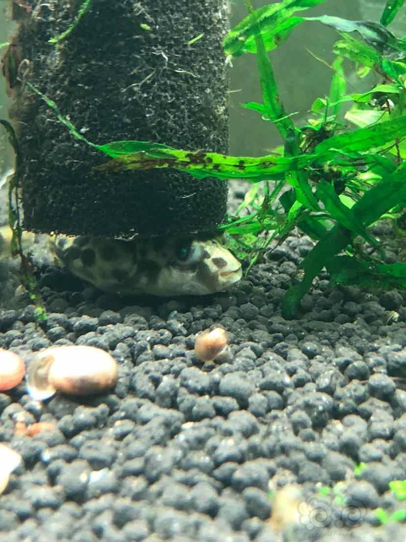 其它斑马狗头该怎么喂