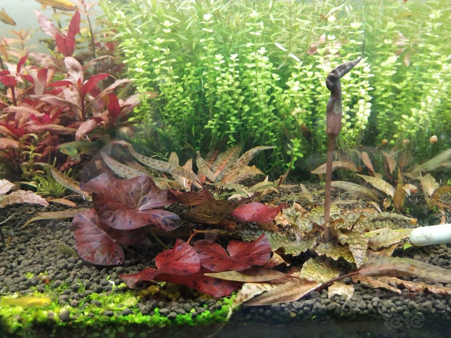 准备翻缸了 虎纹椒草 紫线阿芬大量估计有50多颗,2元一颗打包包邮