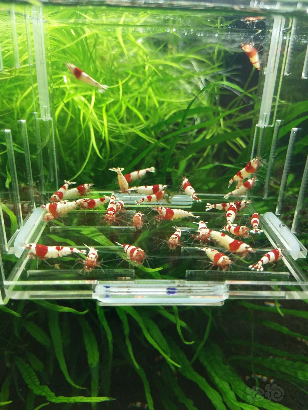 【虾】2018-9-17#RMB拍卖纯血红白水晶虾-图2