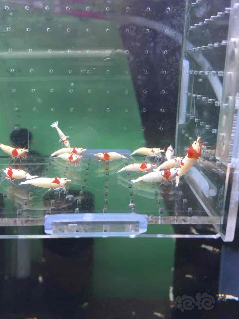 【虾】2018-09-13#RMB拍卖红白水晶虾繁殖组一盒-图4