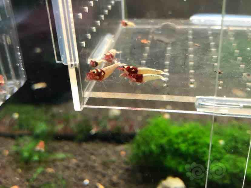 【虾】2018-09-04＃RMB拍卖红洞头水晶虾一份-2-图4