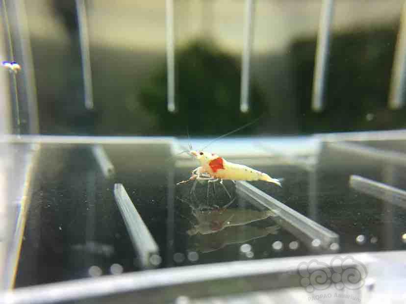 【虾】2018-9-2★RMB拍卖红白水晶虾一份10只-图3