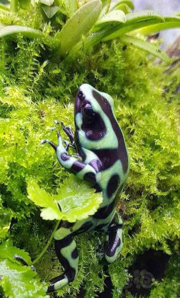 雨淋之蛙欣赏 - 泡泡水族