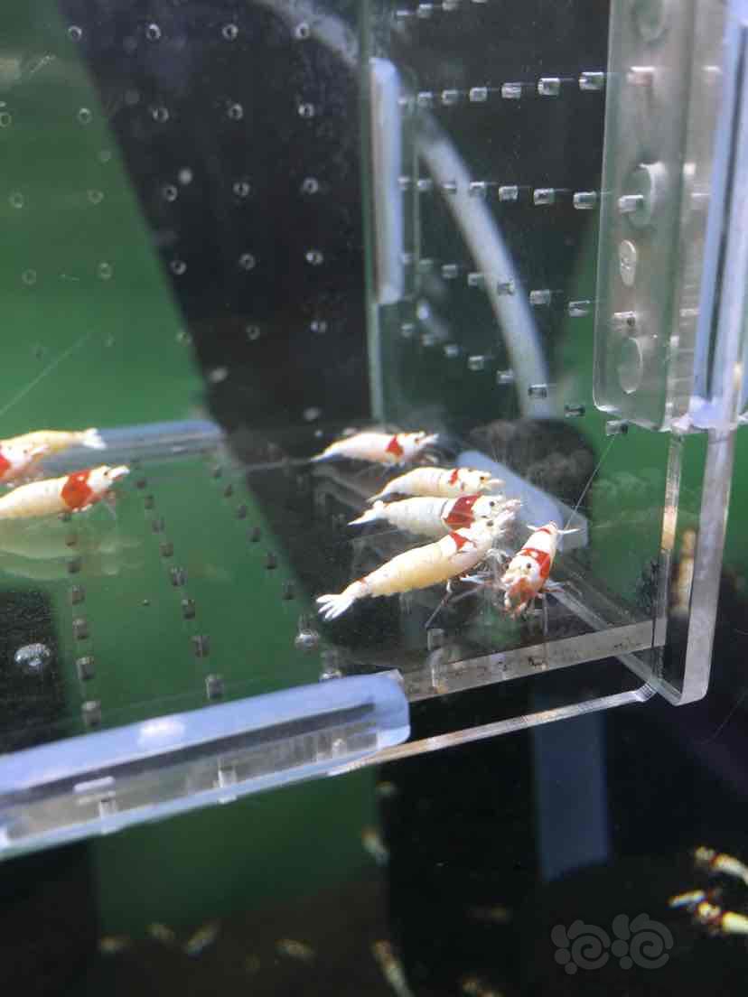 出一盒红白水晶虾繁殖组6公8母-图7