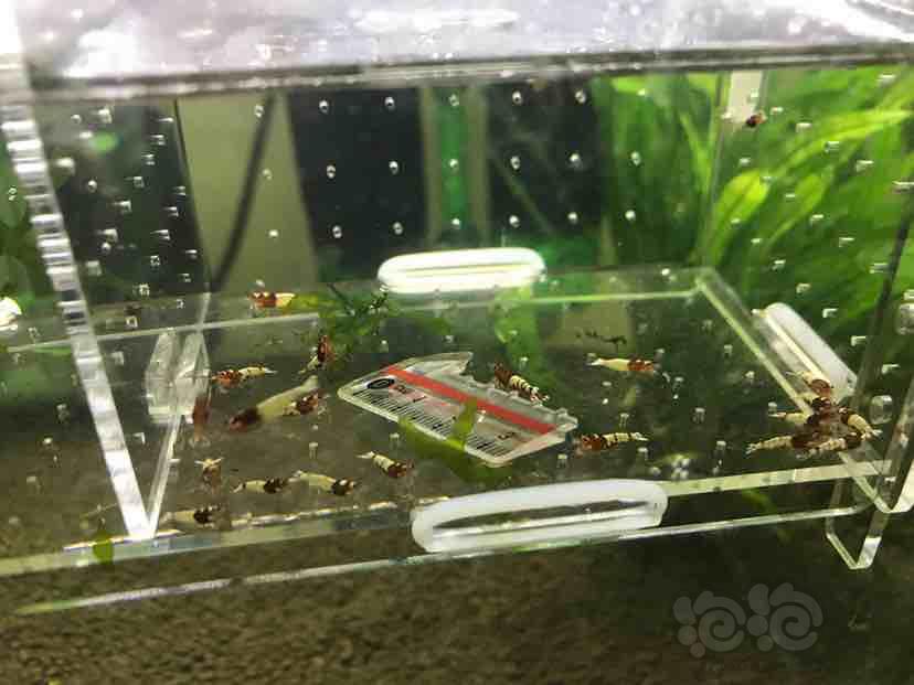 【虾】2018-9-4#RMB拍卖红洞头少洞一份18只-图5