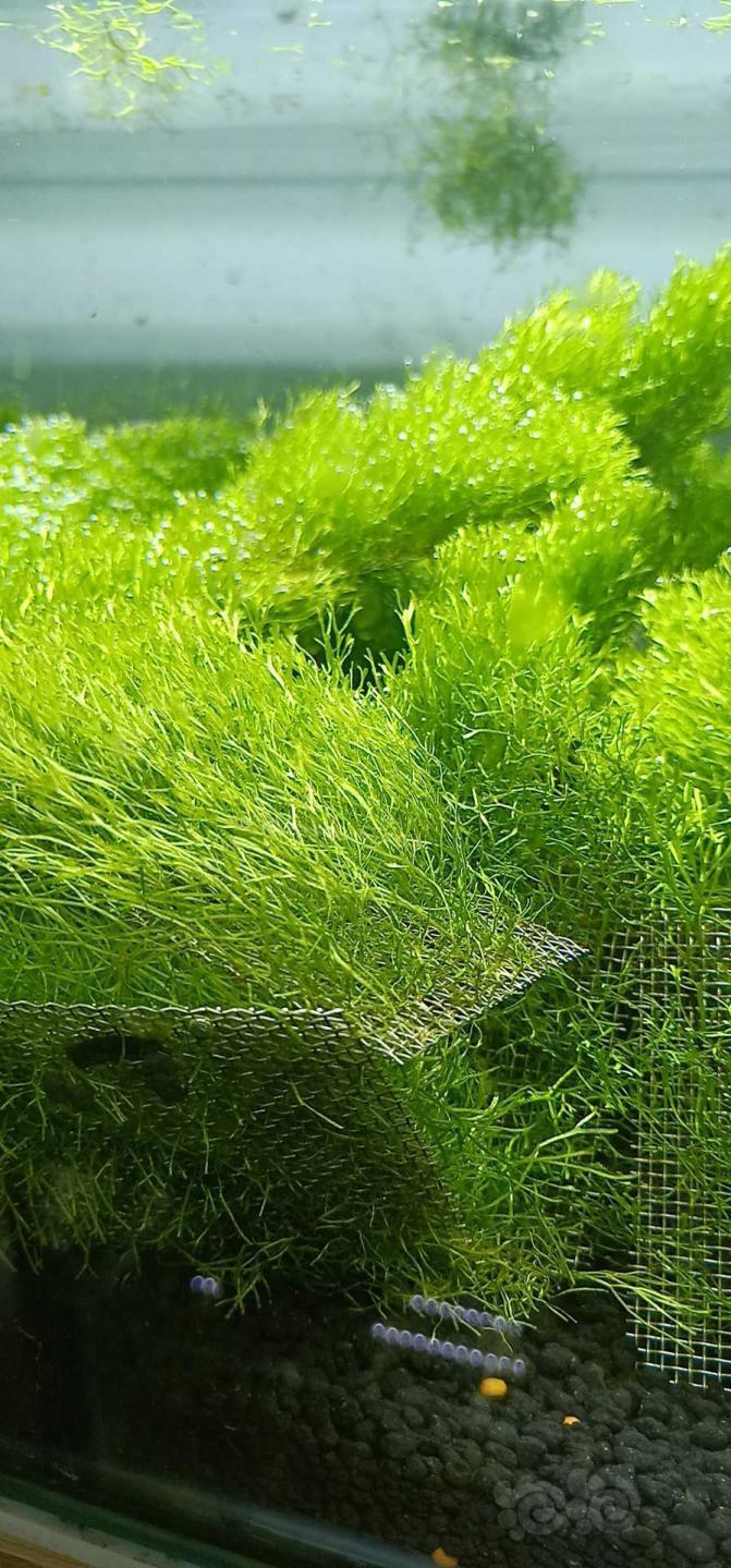 【水草】卖鹿角苔怪撅莫斯.