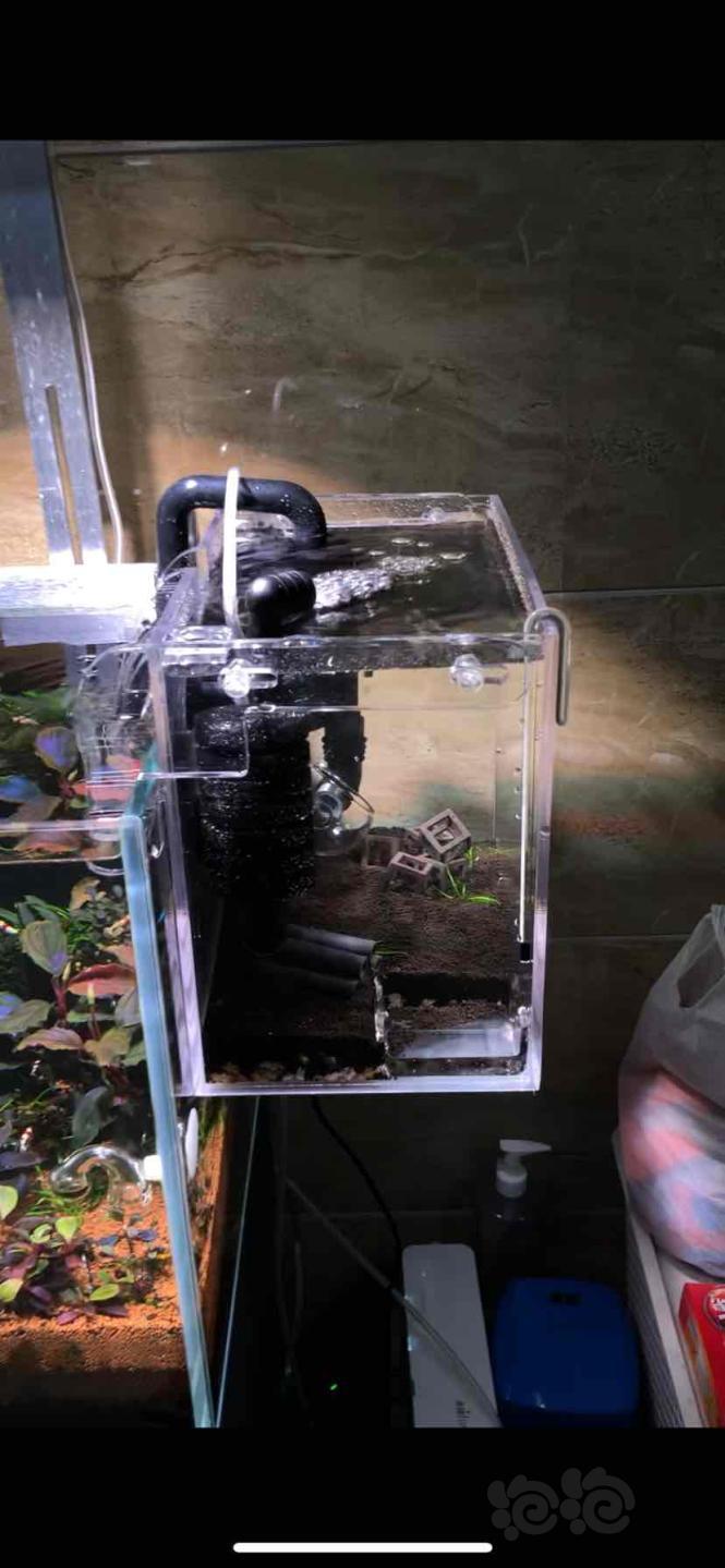 开了个水晶虾缸