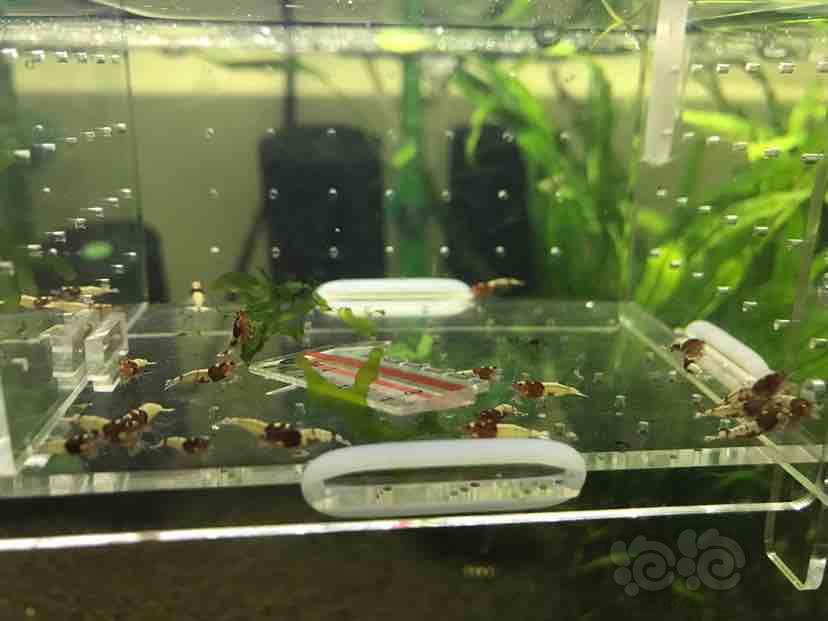 【虾】2018-9-4#RMB拍卖红洞头少洞一份18只-图7