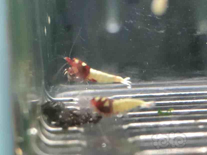 【虾】2018-09-12#RMB拍卖红洞头水晶虾一份5只-图4