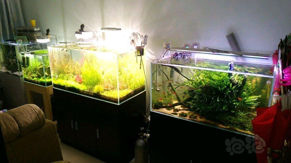 出水草 大量叉注花6毛 南美小园叶6毛 还有其他水草 泡泡水族