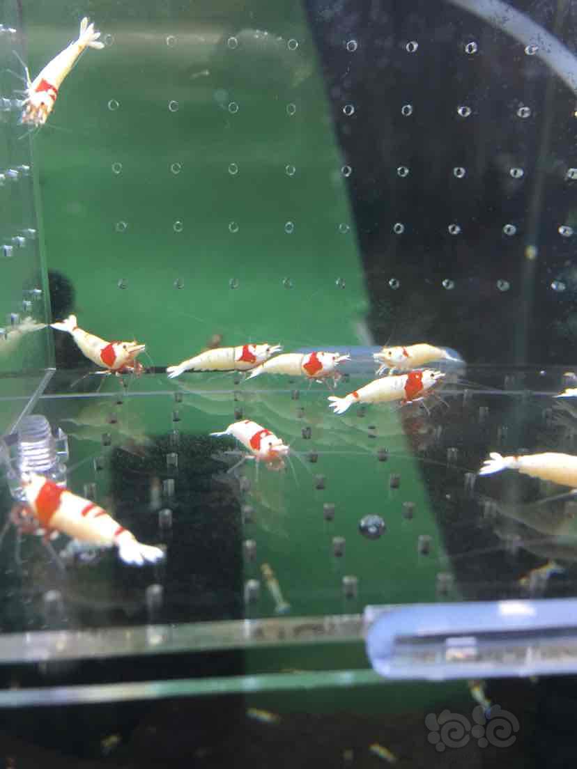 出一盒红白水晶虾繁殖组6公8母-图8