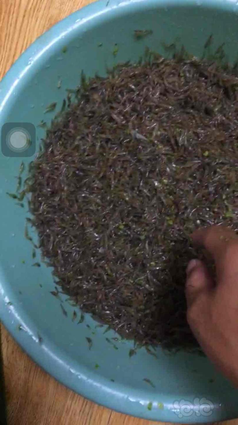 冻黑壳虾。20一斤-图1