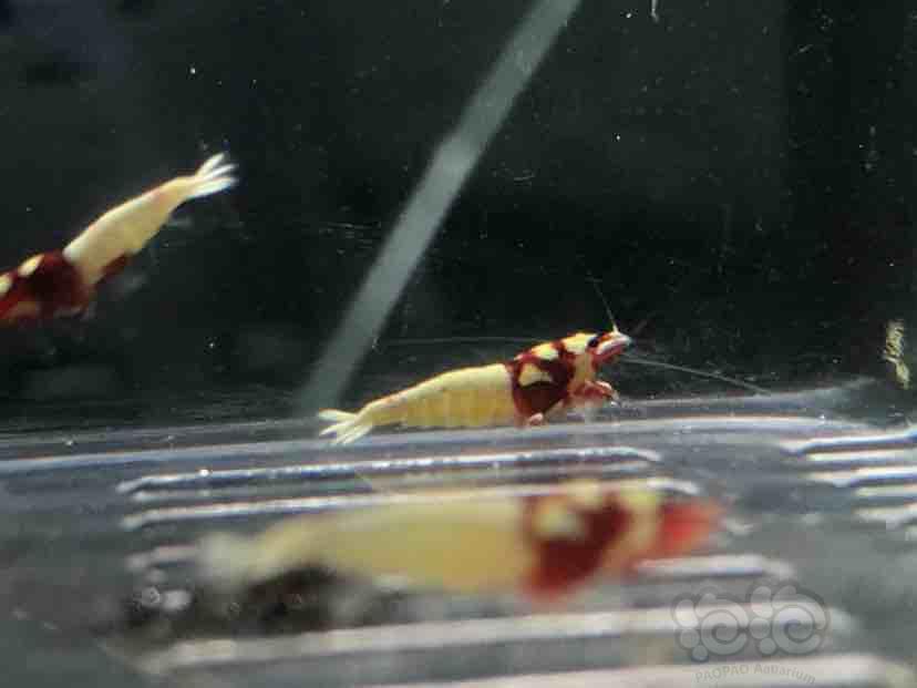 【虾】2018-09-12#RMB拍卖红洞头水晶虾一份5只-图3
