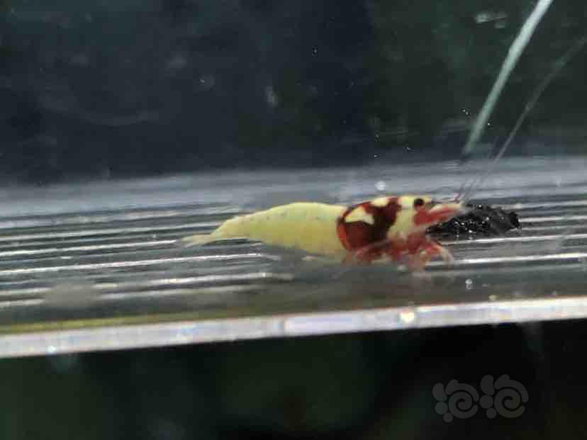 【虾】2018-09-12#RMB拍卖红洞头水晶虾一份5只-图2