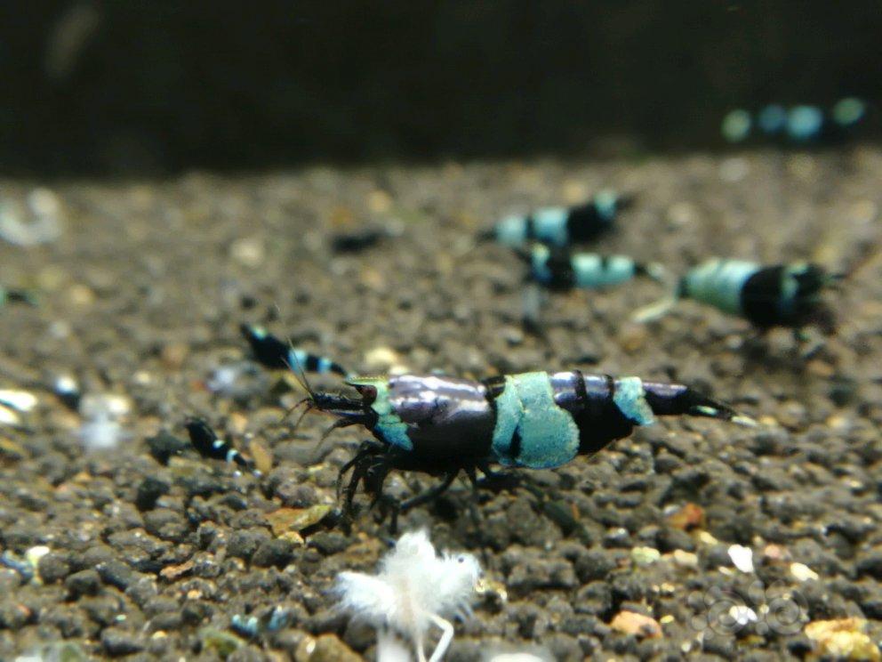 金属紫金刚虾-图3