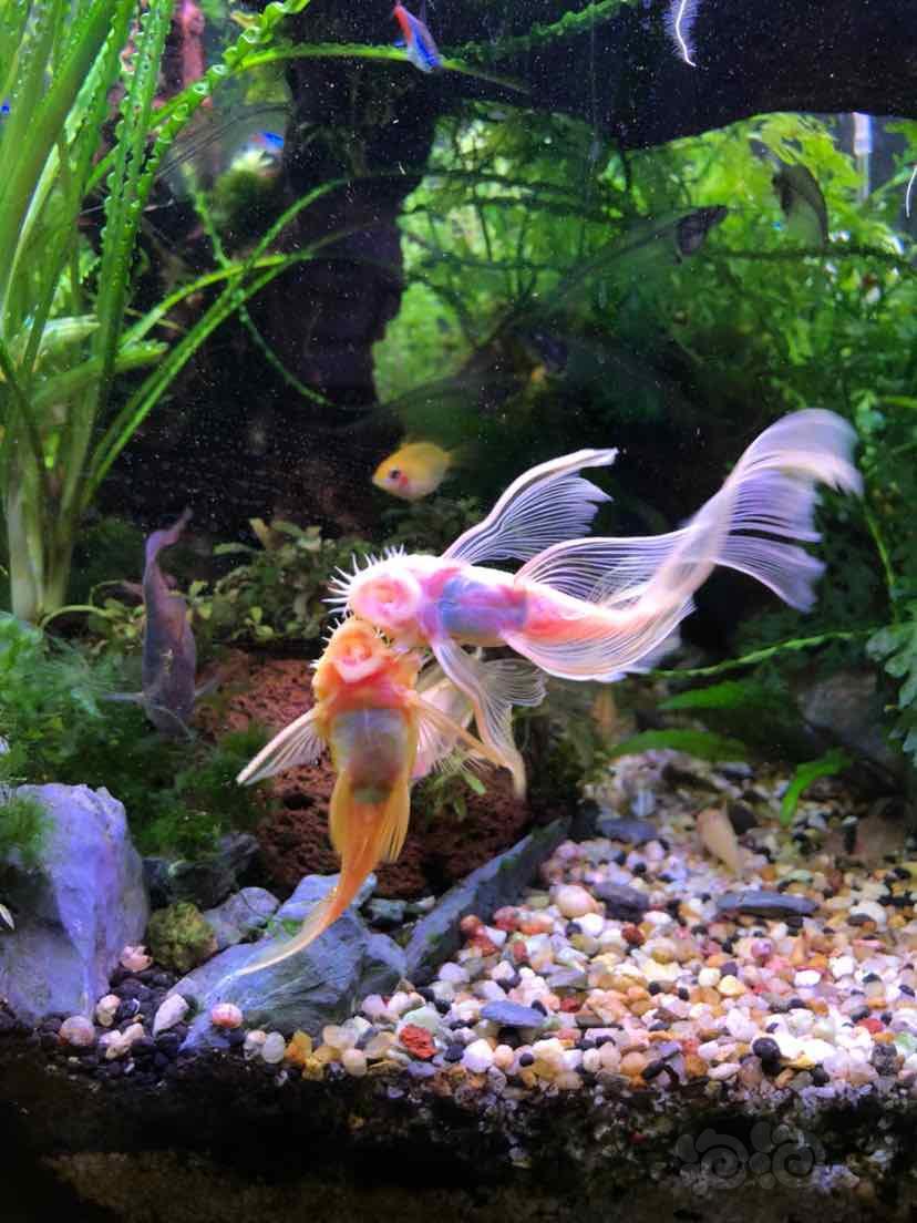 异型鱼 【异型】蓝眼大帆和24k大帆繁殖出来的是什么?