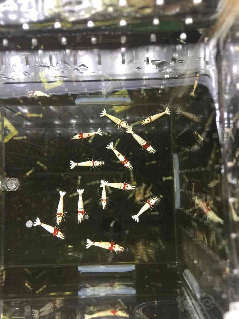 出一盒红白水晶虾繁殖组6公8母-图9