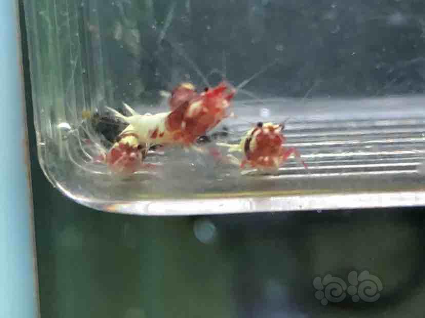 【虾】2018-09-12#RMB拍卖红洞头水晶虾一份5只-图1