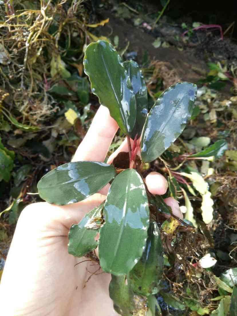 出售代友出点辣椒榕野株