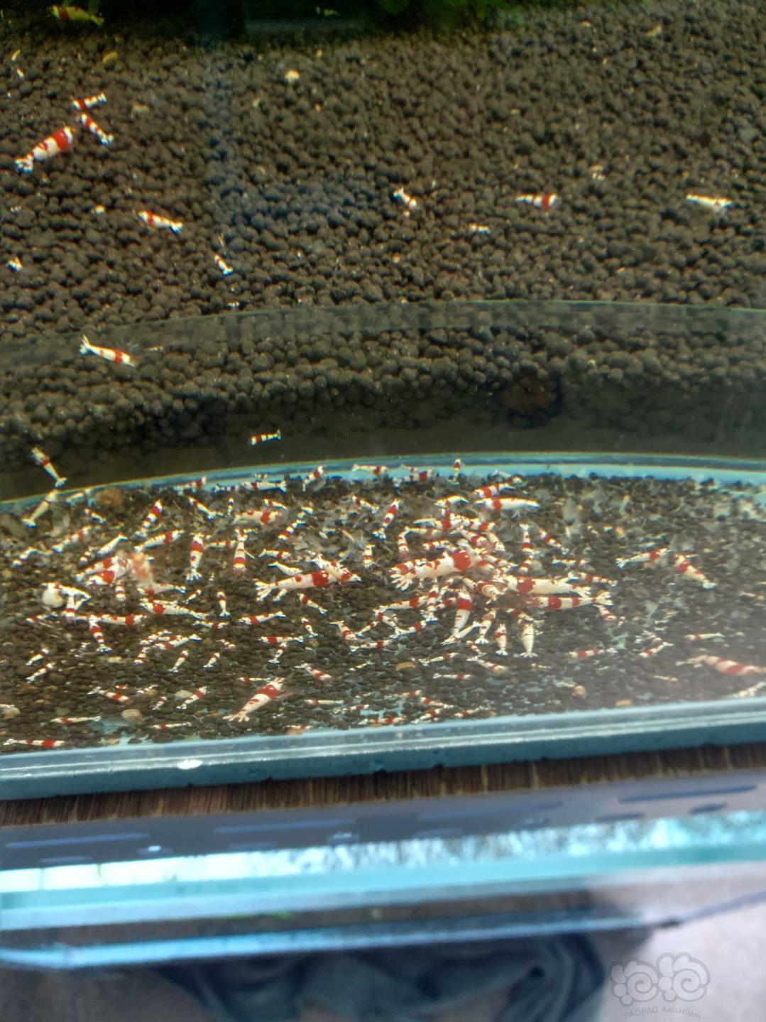 出纯血水晶虾…………-图3