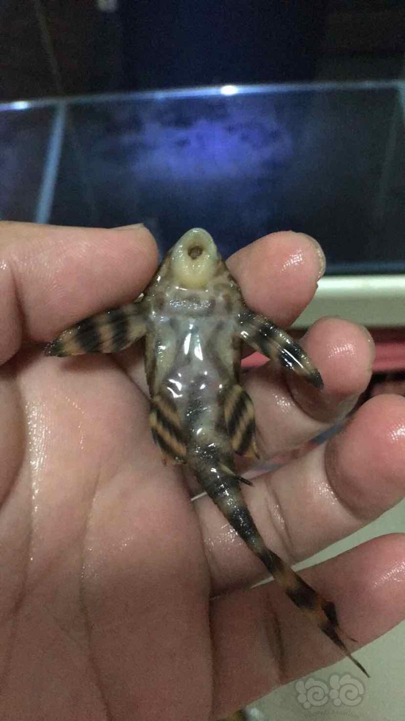 【异型】谁能帮看看这398是公母