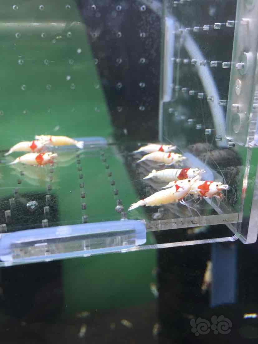 出一盒红白水晶虾繁殖组6公8母-图6