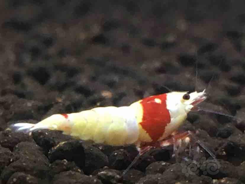【虾】2018-09-04#RMB拍卖纯血红白一只-图1