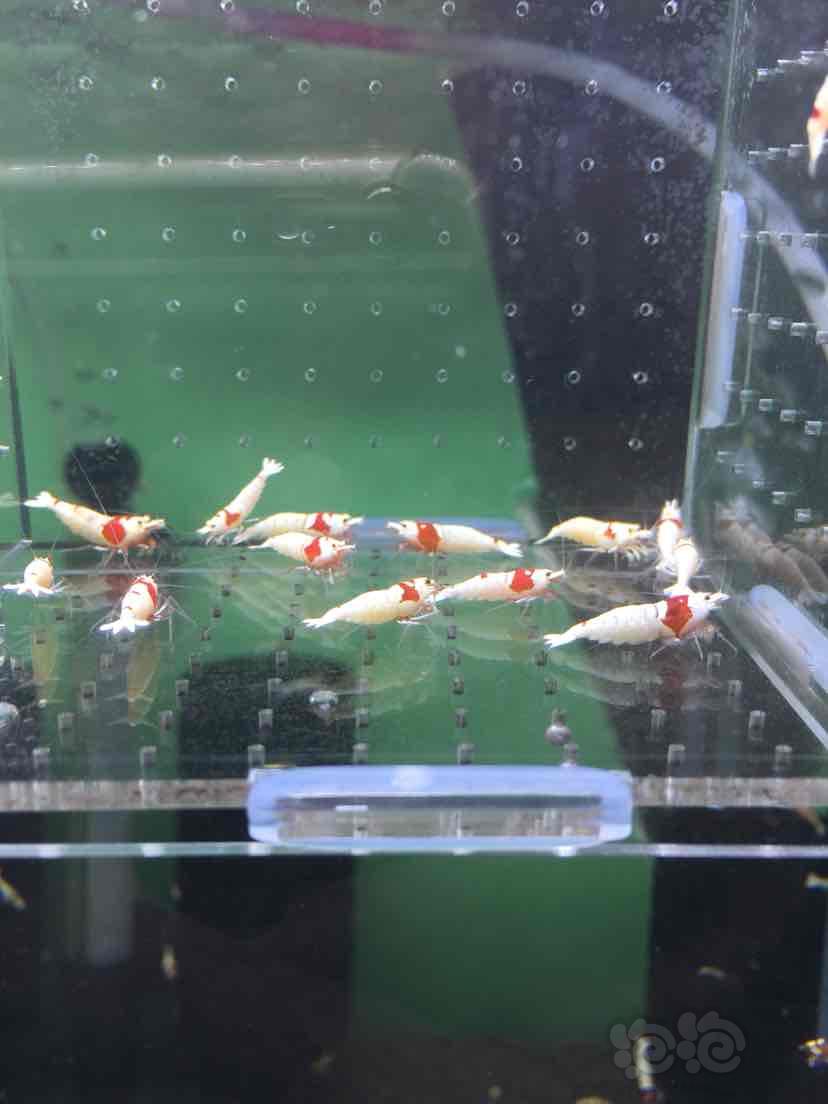 出一盒红白水晶虾繁殖组6公8母-图1
