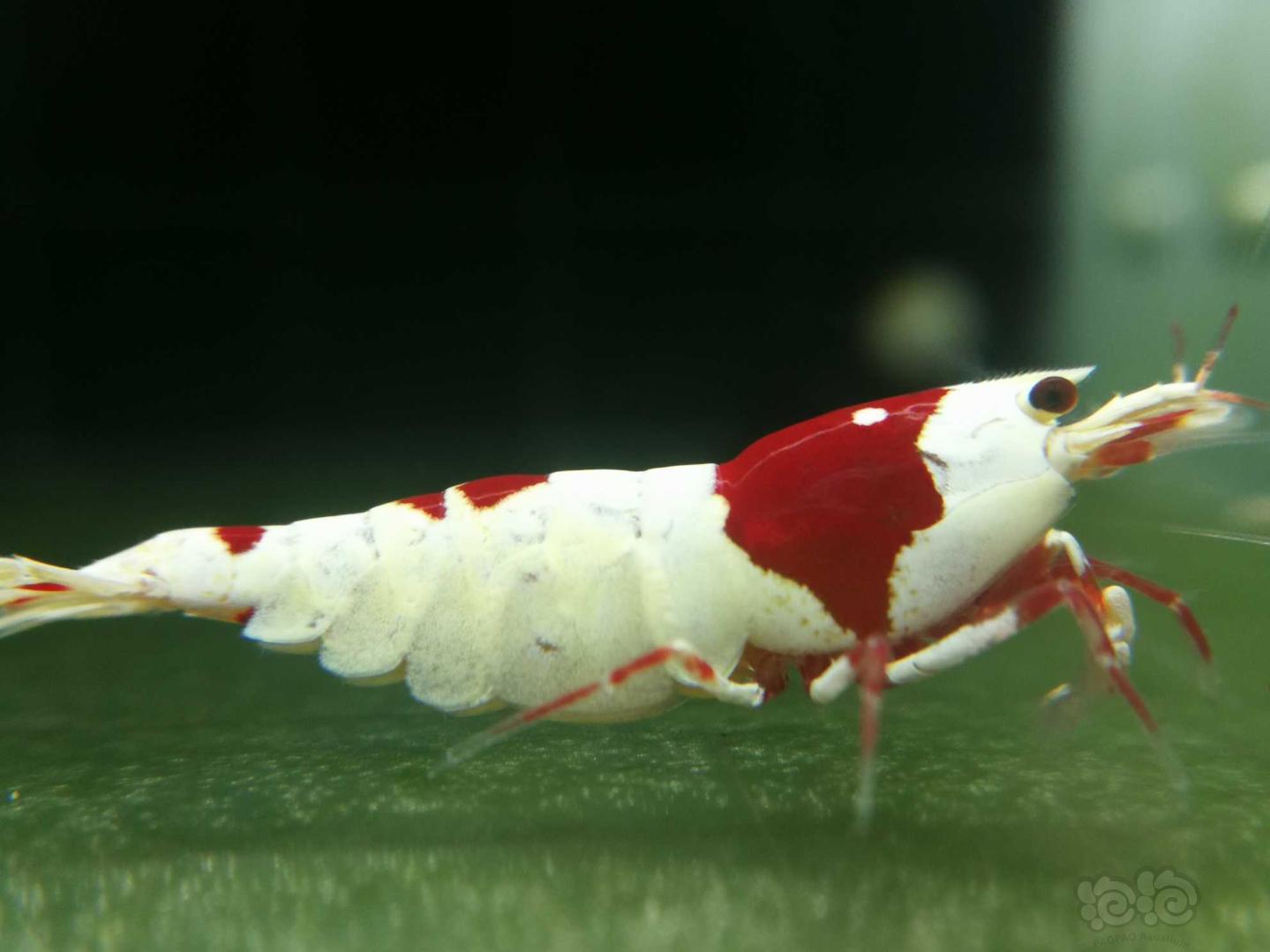【虾】2018-9-5拍卖红白水晶虾2只-图4