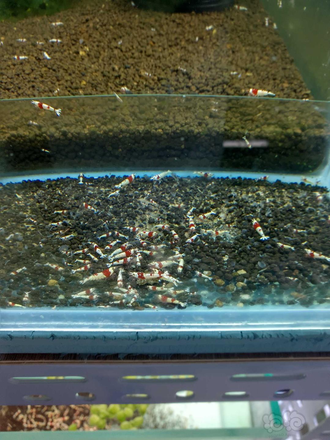 出纯血水晶虾…………-图6