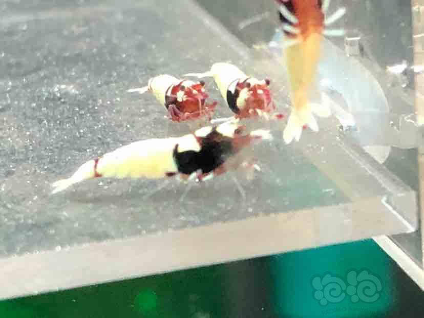 【虾】2018-09-04＃RMB拍卖红洞头水晶虾一份-图4
