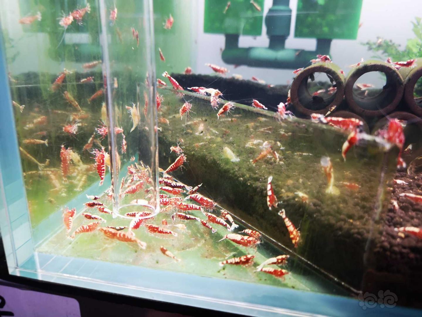 【水晶虾】卖红鱼骨淘汰和自己打的虎p金刚体虾！！-图6