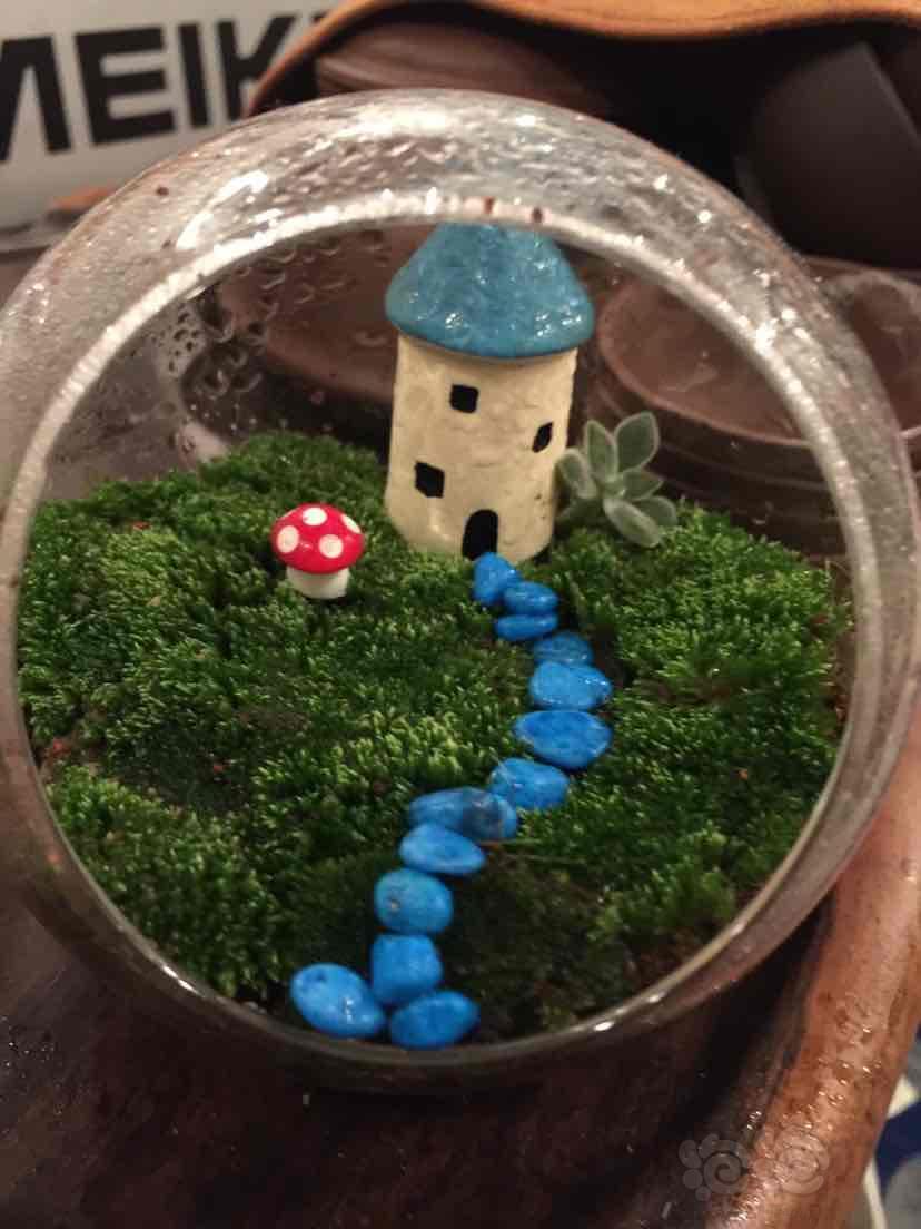 微景观自己动手做微景观