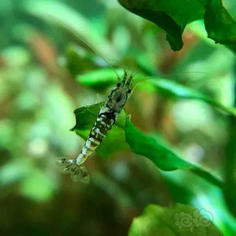 新除藻斑点虾 工具虾 观赏虾-图1