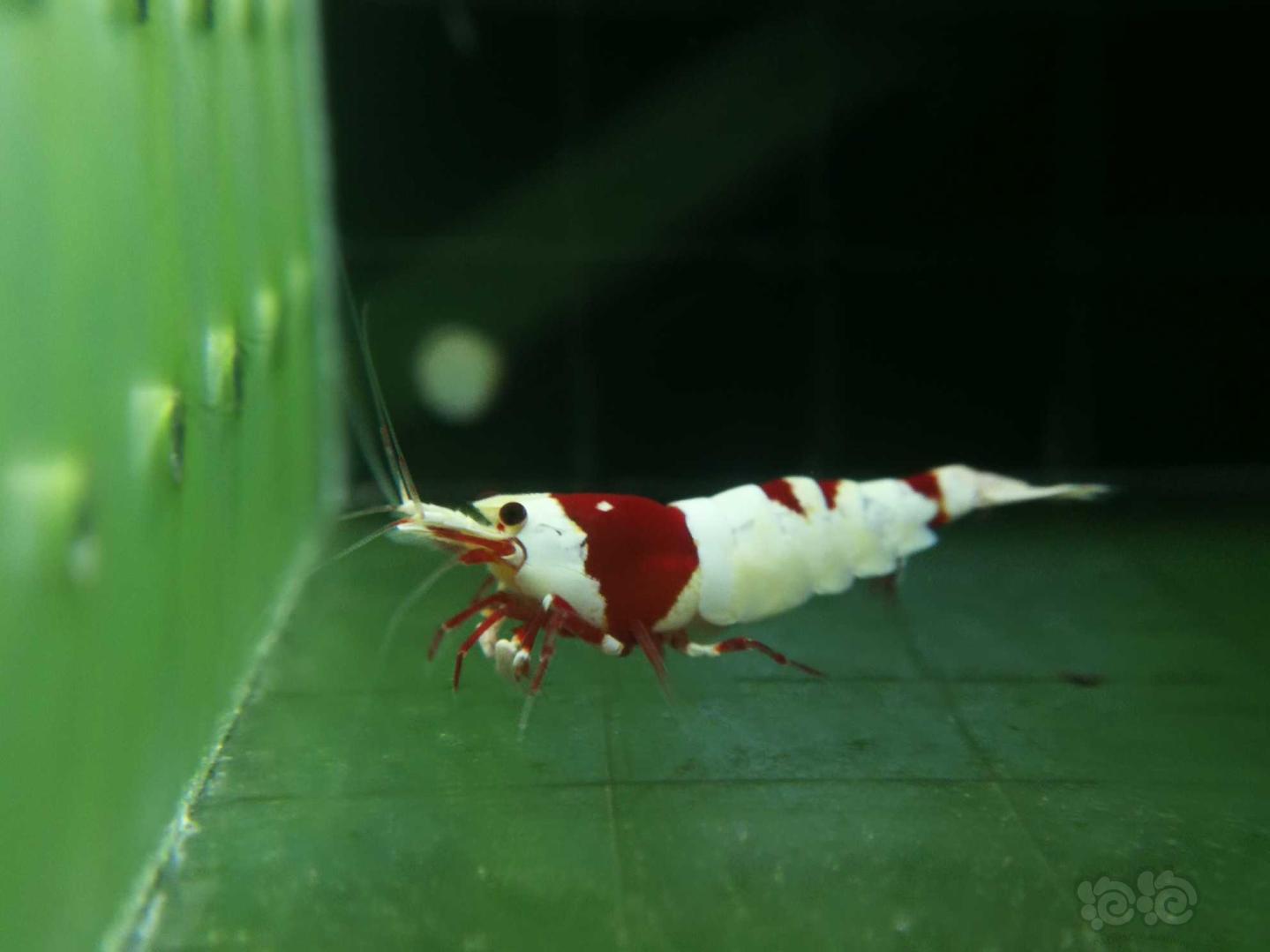 【虾】2018-9-5拍卖红白水晶虾2只-图2