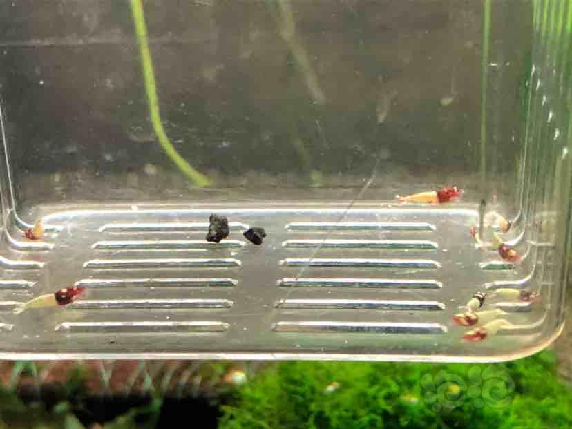 【虾】2018-09-09＃RMB拍卖红洞头水晶虾一份-图3