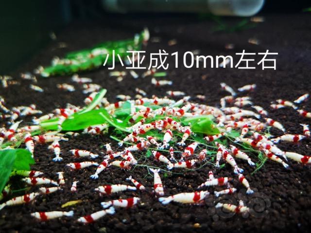 【辣椒榕】【】红白水晶虾，练手辣椒榕-图2