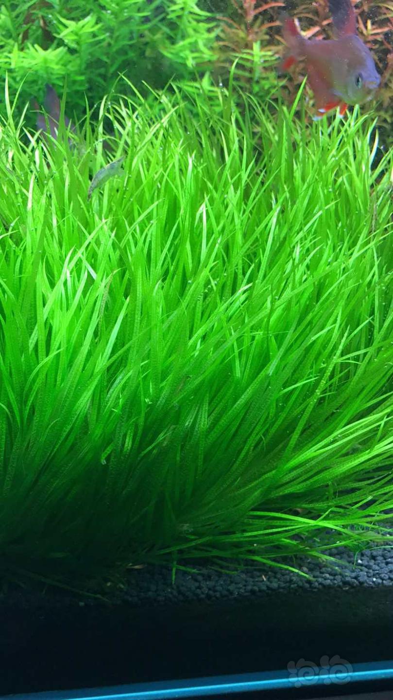箦藻，特别绿-图1