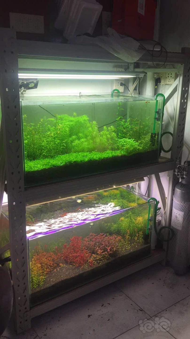 黄金叶1大红玫瑰1红头趴趴熊0.5紫红圆叶0.5粉虎耳0.5西瓜对叶0.