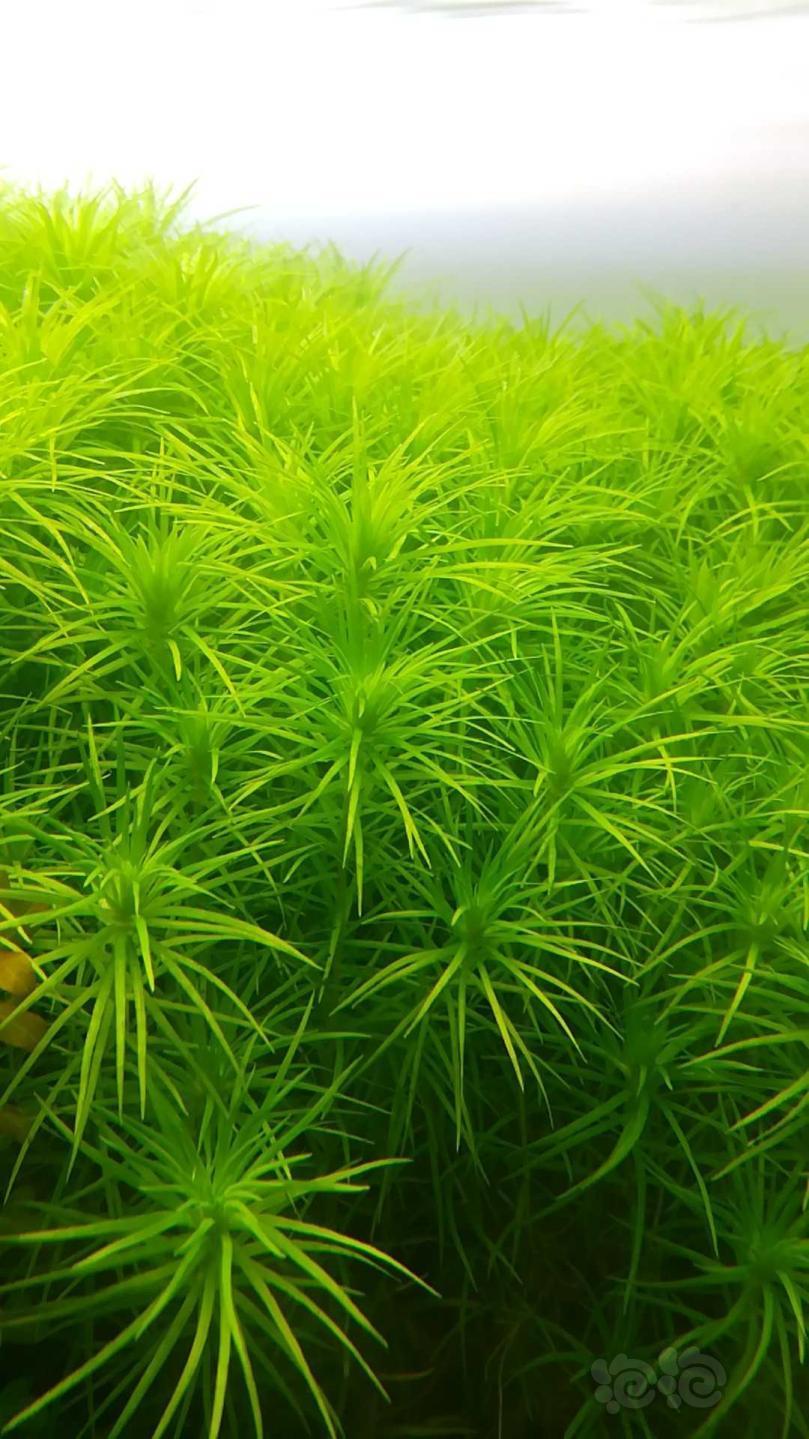 【水草】出份打头水草