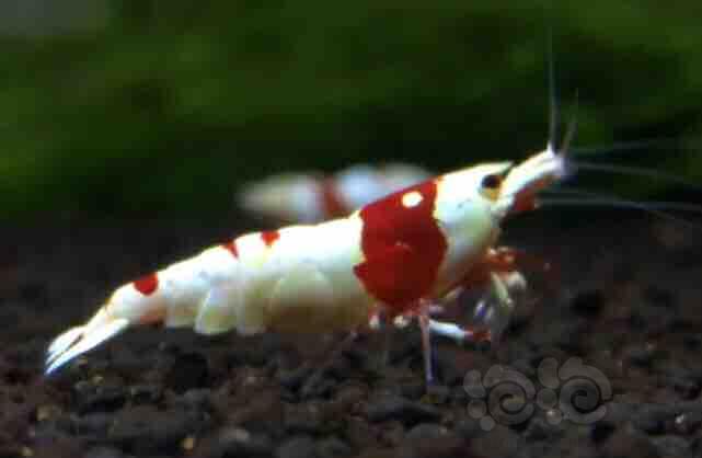 【虾】2018-09-02#RMB拍卖红白水晶虾一只-图3