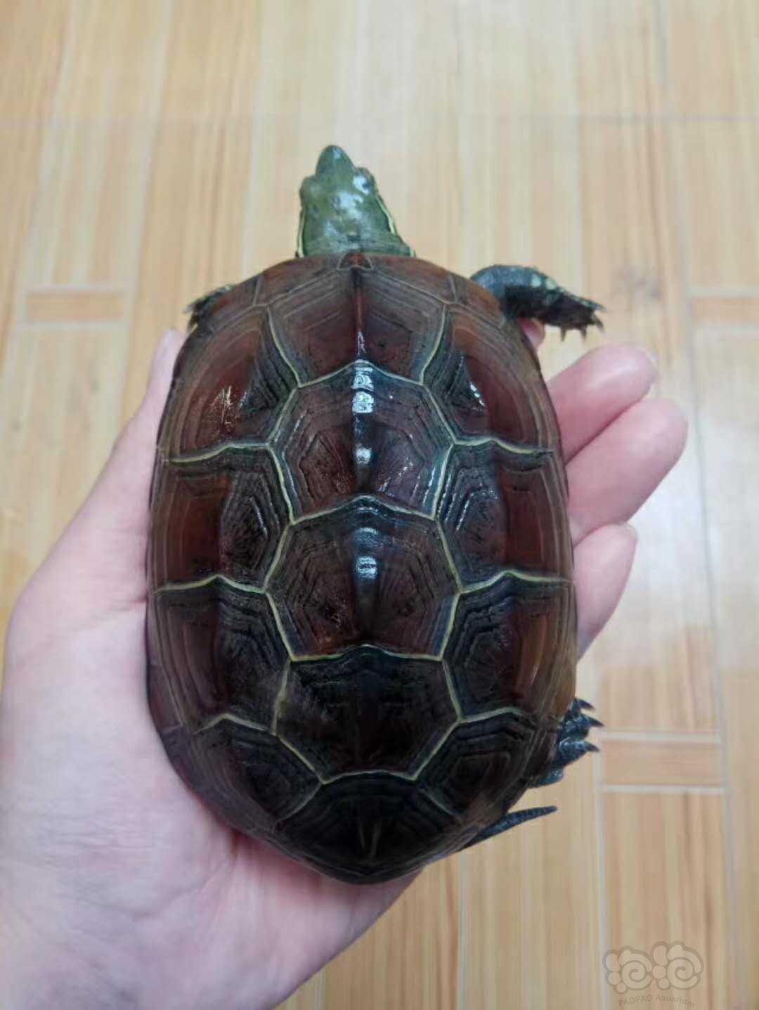 出售出售45年草龟